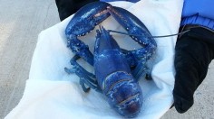 1-in-2-Million: Fisherman Celebrates Rare Blue Lobster Catch in Maine