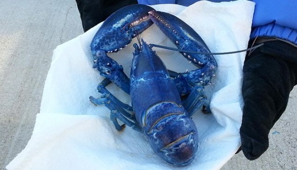 1-in-2-Million: Fisherman Celebrates Rare Blue Lobster Catch in Maine