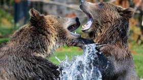 Two Grizzly Bears Euthanized In Montana After Causing Trouble for the Past Two Months