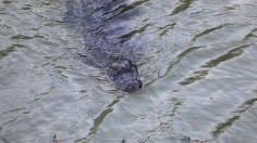 Texas alligator attack