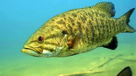 Invasive Fish Preying on Threatened Species in Lake Powell to be Eradicated as Water Levels Fall