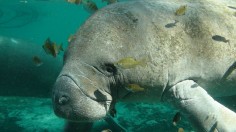 manatee