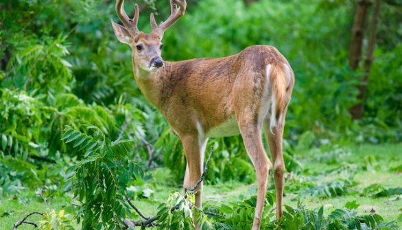 white tailed deer