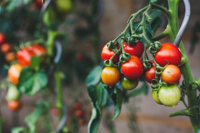 GMO tomatoes