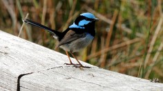 Fairy-Wren bird