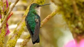 Critically Endangered Shimmering Hummingbird Seen in Columbia, 12 Years After Last Sighting