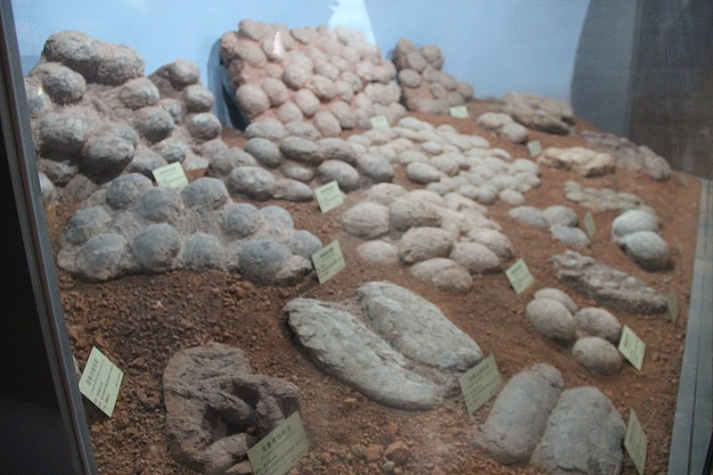 Jackpot! Hundreds of fossilized pterosaur eggs unearthed in China