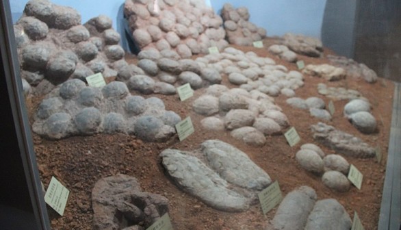 1000 Fossilized Eggs from China Hint Lack of Diversity in Dinosaurs, Decline Before Extinction