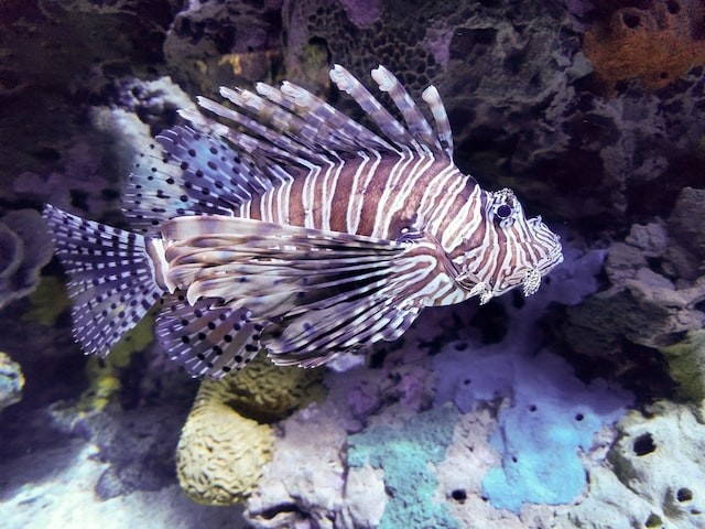 zeebrafish