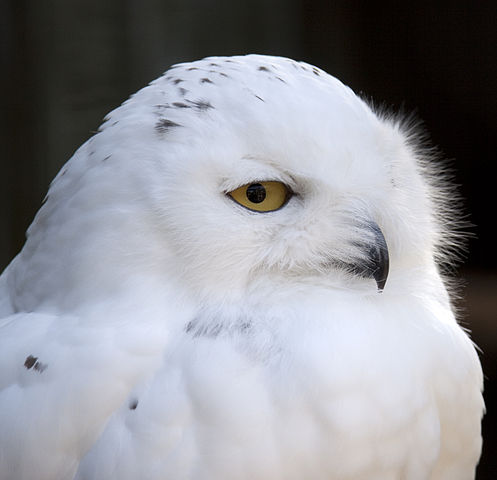 Live Camera Peers into the Lives of Rare Arctic Snowy Owls | Nature ...