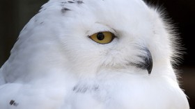 snowy owl