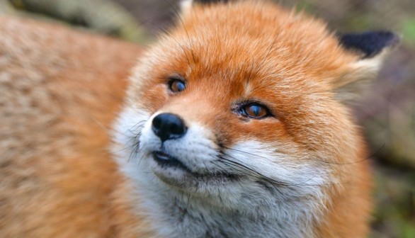 Red fox (Vulpes vulpes)