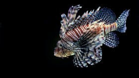 25,000 Lionfish Caught in Annual Challenge Aimed to Eliminate Invasive Species — Florida