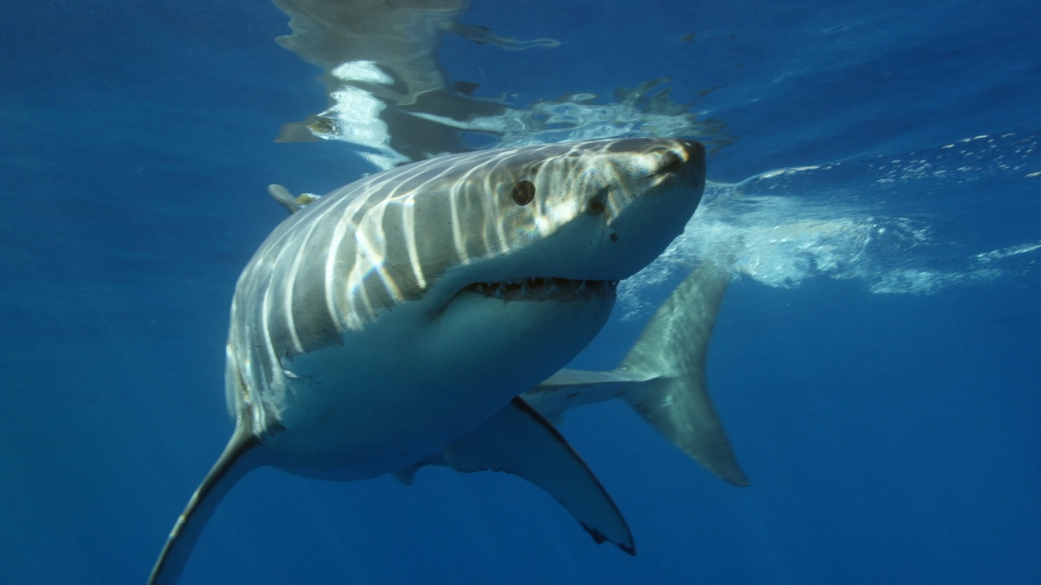 Great White Shark Accidentally Draws Self Portrait Using GPS Tag