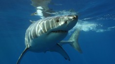 OCEARCH-Tagged Great White Shark Pings Self Portrait Using GPS