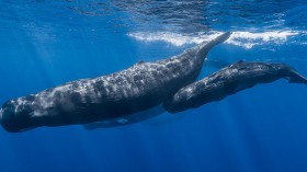 sperm whale pod