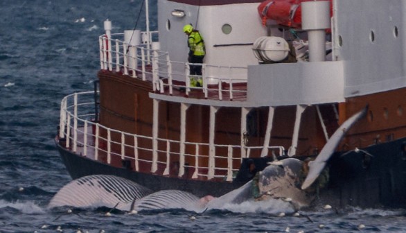 ICELAND-FISHING-ANIMALS-WHALES
