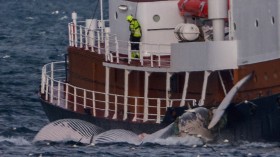 ICELAND-FISHING-ANIMALS-WHALES