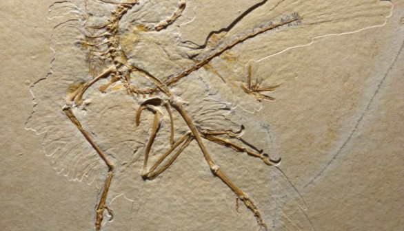 Archaeopteryx 11th fossil