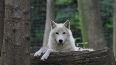 Team from China Uses Highly Controversial Animal Cloning Technique on Arctic Wolf