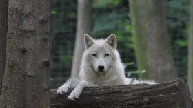 Team from China Uses Highly Controversial Animal Cloning Technique on Arctic Wolf