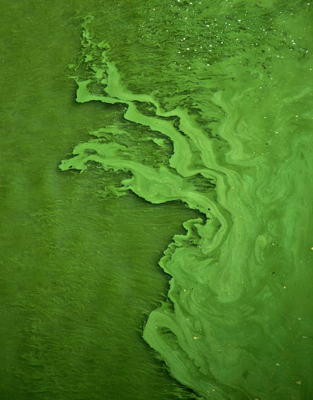 La evolución de las algas pardas tiene una gran ayuda para los biocombustibles