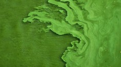 Vlatava with massive algae growth