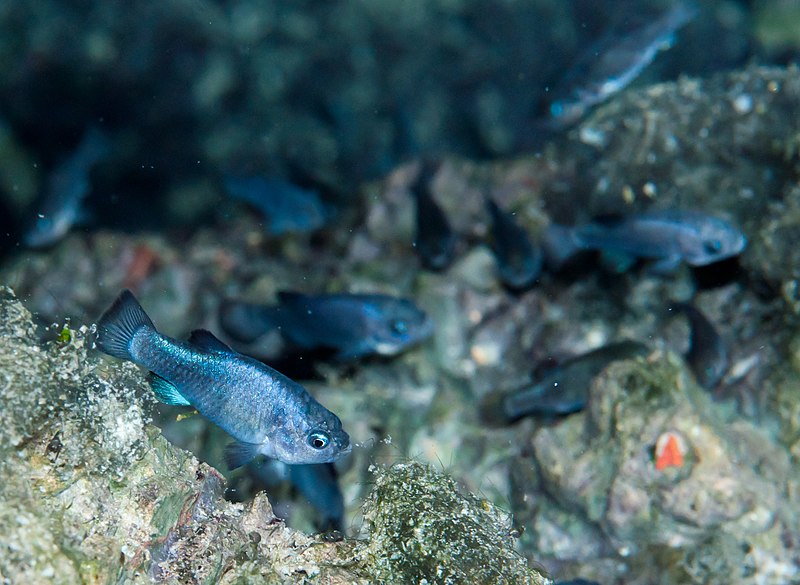 Counting rare puppy fish after the recent Mexico earthquake that triggered a desert tsunami in Death Valley Cave known as ‘Devil’s Pit’