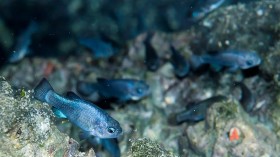 Rare Pupfish Count After Recent Mexico Earthquake Triggers Desert Tsunami in Death Valley Cave Known as 'Devils Hole'