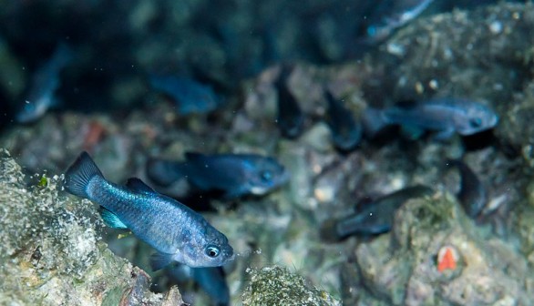 Rare Pupfish Count After Recent Mexico Earthquake Triggers Desert Tsunami in Death Valley Cave Known as 'Devils Hole'