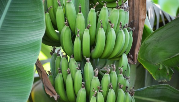 Soil-Borne Banana Fungus from Africa has New Strain, Spreading Worldwide Via Floods