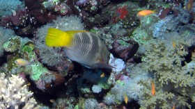 parrotfish