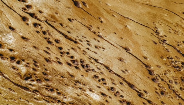 holes from termites