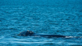 US-ENVIRONMENT-CONSERVATION-RIGHT-WHALES