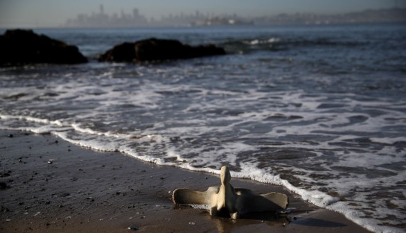 Scientists Study Causes Of Grey Whale Deaths In San Francisco Bay Area