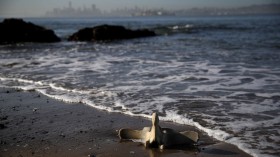 Scientists Study Causes Of Grey Whale Deaths In San Francisco Bay Area