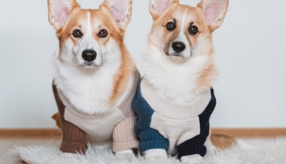 Wilbur, Muick's Brother from the Same Litter: Delighted Dog Owner's Pet Related to One of Queen Elizabeth's Corgis