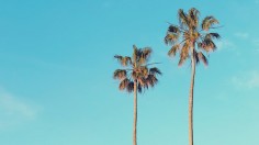 palm trees in summer