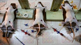 Doctors Carry Out Experiment On Rats In A Hospital Laboratory