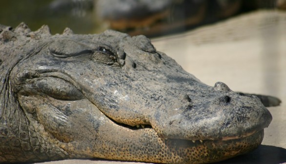 Police Rounds Up Huge 12-Foot Alligator Wandering in Texas Neighborhood
