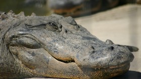Police Rounds Up Huge 12-Foot Alligator Wandering in Texas Neighborhood