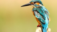 Avian Life Dwindles Worldwide, More Bird Species Succumb to Extinction