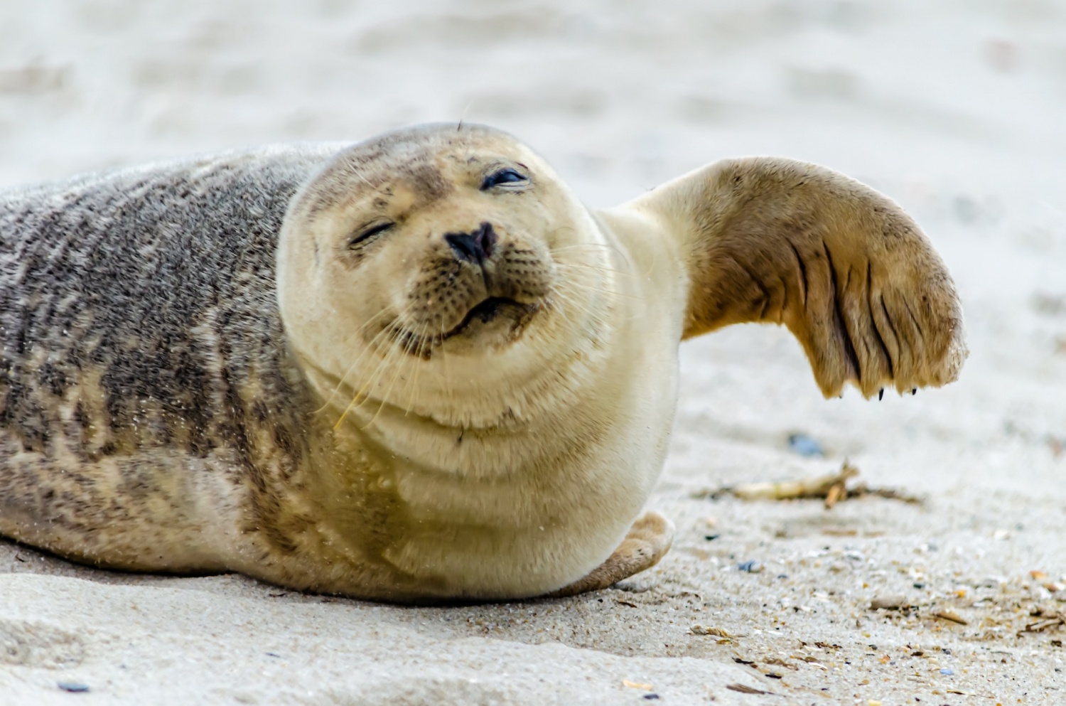 Algal Bloom: Domoic Acid Poisoning Hits Santa Barbara Sea Lions