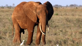 Endangered Wildlife Numbers Decrease Rapidly in Kenya as Worst Drought Continues