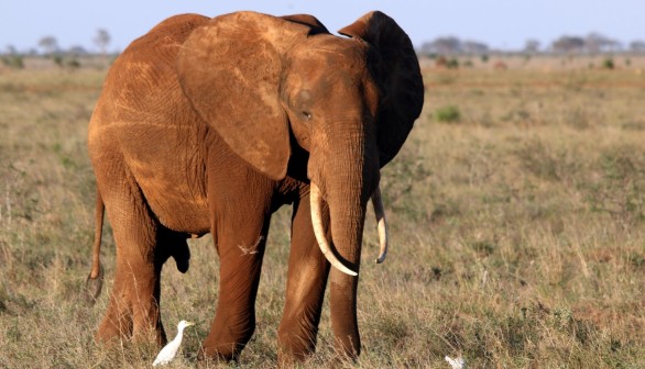 Endangered Wildlife Numbers Decrease Rapidly in Kenya as Worst Drought Continues