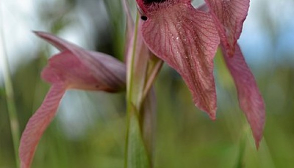 French Military Airbase has 155,000 Near Threatened Orchid Species Growing Along its Runway