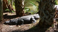 Wildlife may Swarm to Different Locations as Hurricane Ian Hits Florida, Officials Warn