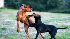 305 Dogs Found in Heavy Chains, 20 People Arrested for Alleged Dogfighting Operation in South Carolina