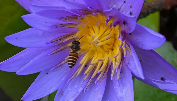 https://www.gettyimages.com/detail/news-photo/bee-feeds-on-nectar-of-a-water-lily-flower-in-a-pond-at-the-news-photo/1243376405?adppopup=true