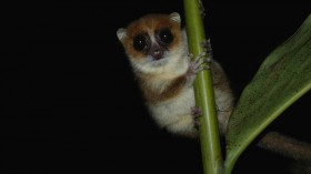 Brown Mouse Lemur, Nosy Mangabe, Madagascar